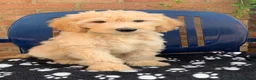 Labradoodle dogs for sale: Stunning Apricot & Cream Labradoodle Puppies 🐶 - Advert 9