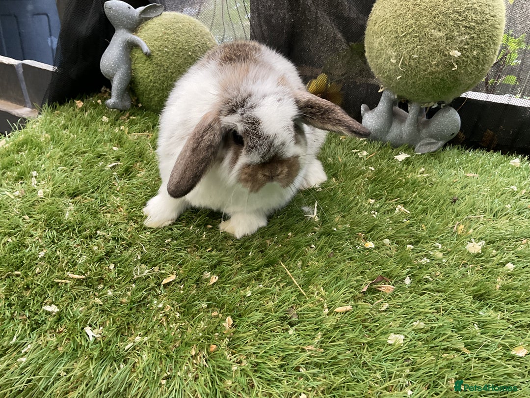 Mini Lop rabbits for sale: Baby mini lops and mini lion lop baby rabbits - Advert 12