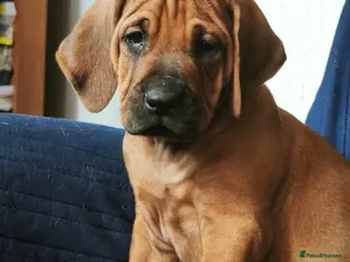 Rhodesian Ridgeback dogs Utterly Gorgeous Rhodesian Ridgeback Puppies - Advert 2