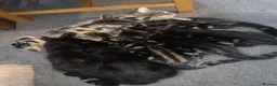 Mixed Breed cats for sale: 5 beautiful boy kittens  - Advert 17