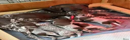 German Shorthaired Pointer dogs for sale: Stunning German Shorthaired Pointer Pups KC Reg'd - Advert 4