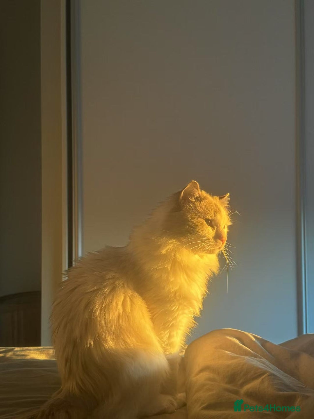 Ragdoll cats for sale: Beautiful Ragdoll cat looking for a warm home - Image 8