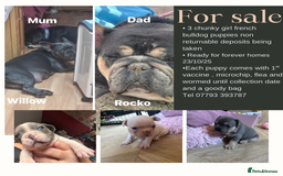 French Bulldog dogs for sale: Chunky French bulldog 3x girl puppies 23/10/25 - Image 1