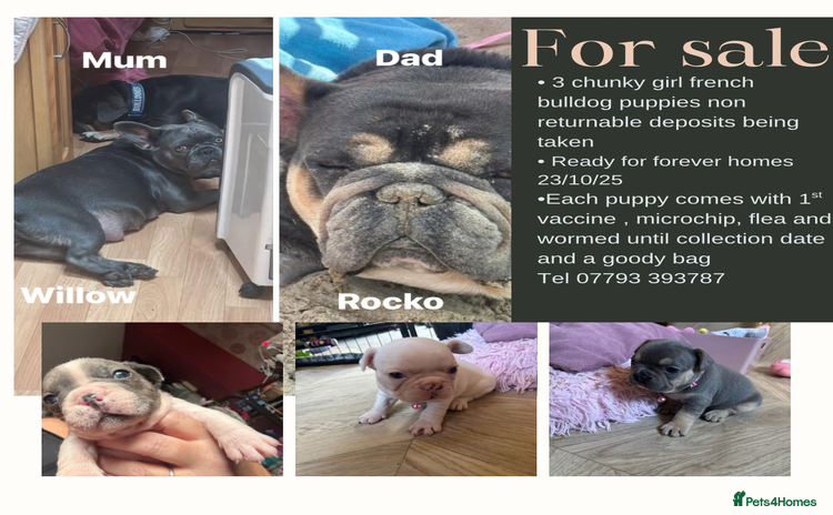 French Bulldog dogs - Advert 16