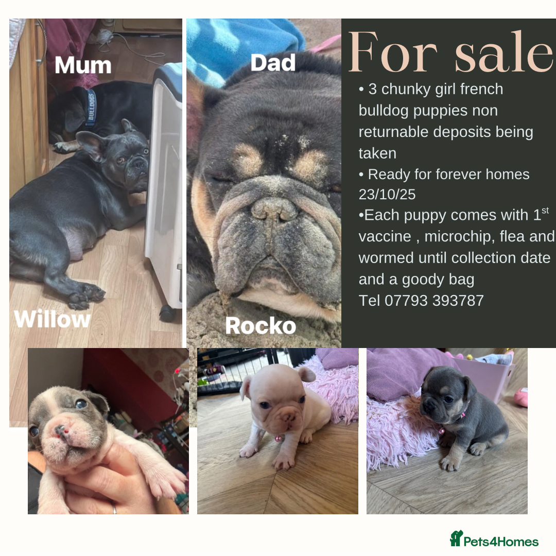 French Bulldog dogs for sale: Chunky French bulldog 3x girl puppies 23/10/25 - Image 1