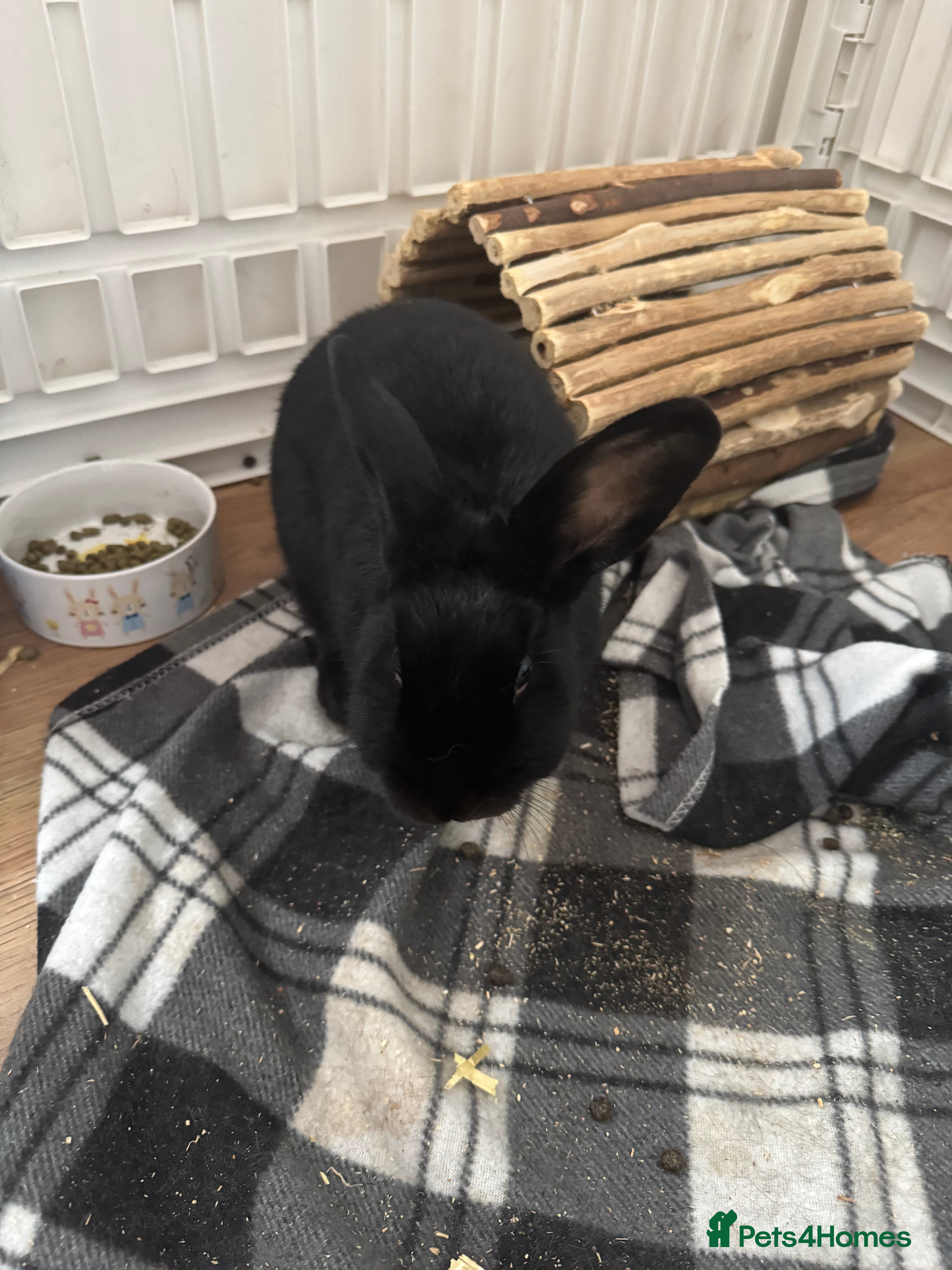 Mixed Breed rabbits Rabbit black  - Advert 1