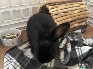 Mixed Breed rabbits Rabbit black - Advert 1
