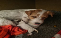 Parson Russell dogs for sale: Parson Russell Terrier Puppies for sale - Image 9