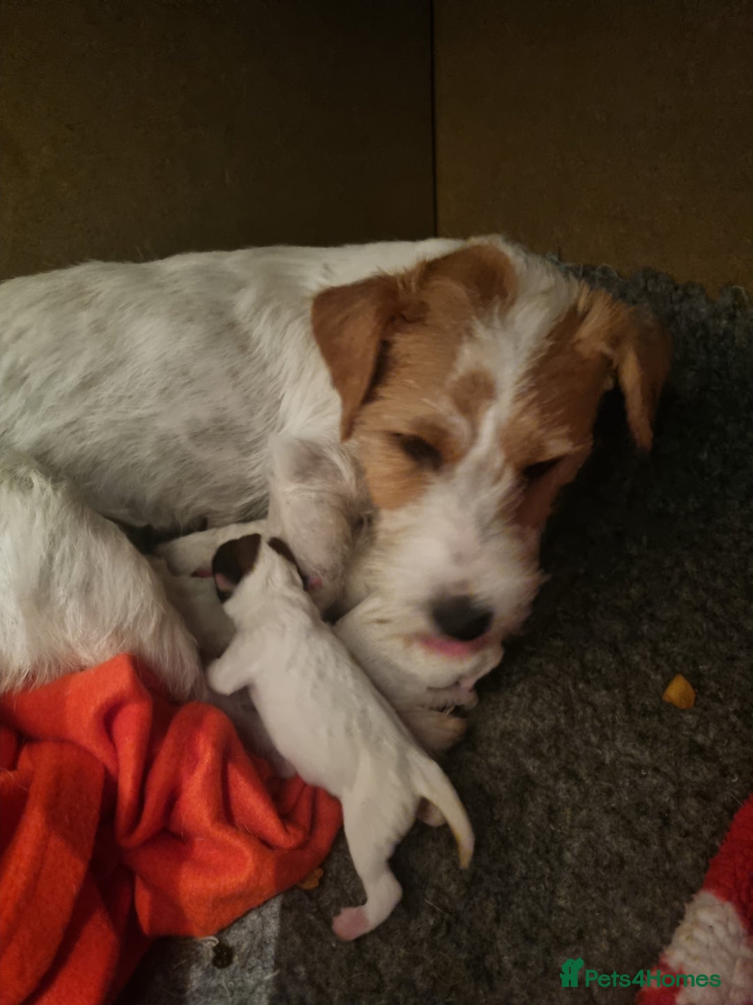 Parson Russell dogs for sale: Parson Russell Terrier Puppies for sale - Image 9