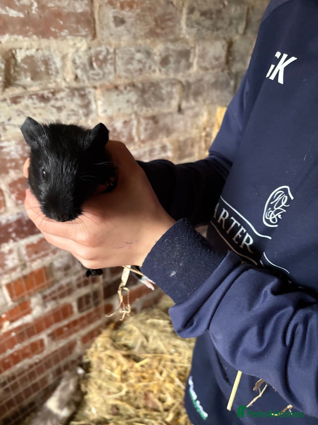 Guinea Pig rodents for sale: Baby Guinea pig very friendly  - Image 6