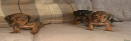 Dachshund dogs for sale: Stunning mini dachshund puppies! - Advert 2