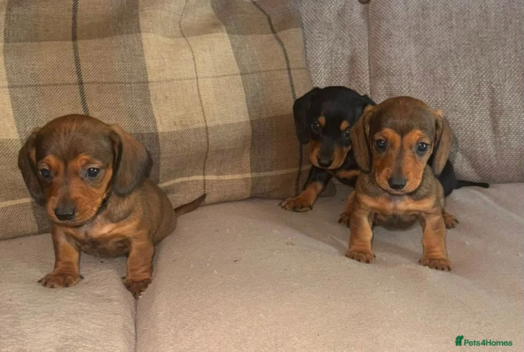 Dachshund dogs for sale: Stunning mini dachshund puppies! - Advert 2