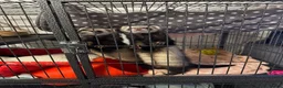 Ferret rodents for sale: 2 female ferrets in Whitstable - Advert 3