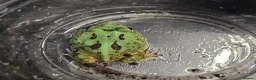 Frog reptiles for sale: Green pacman frog - Advert 2