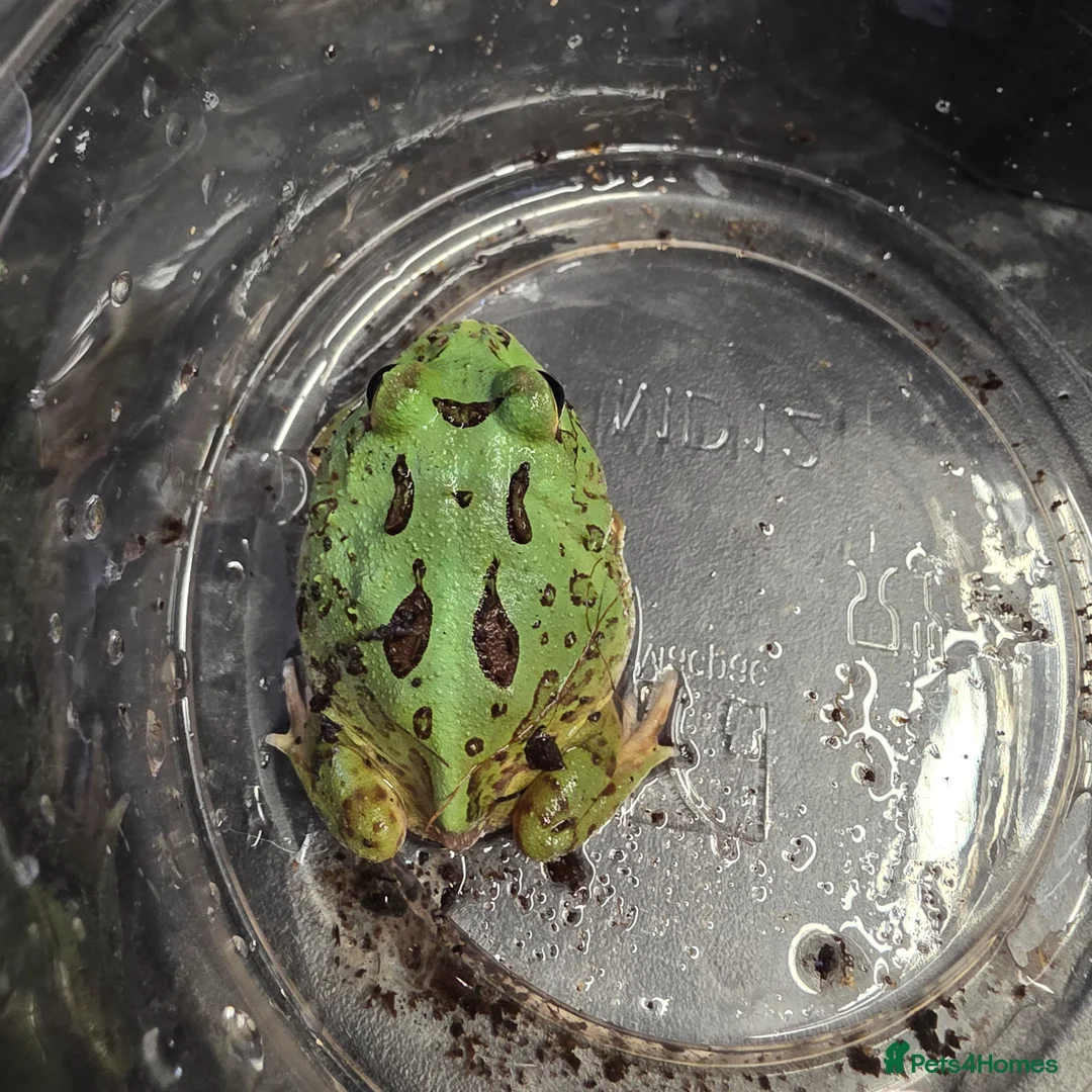 Frog reptiles for sale: Green pacman frog - Advert 2