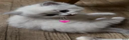 Ragdoll cats for sale: Adorable Purebred Ragdoll Kitties 🤍 - Advert 8