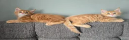 Maine Coon cats for sale: Red Tabby Maine Coons  - Advert 1