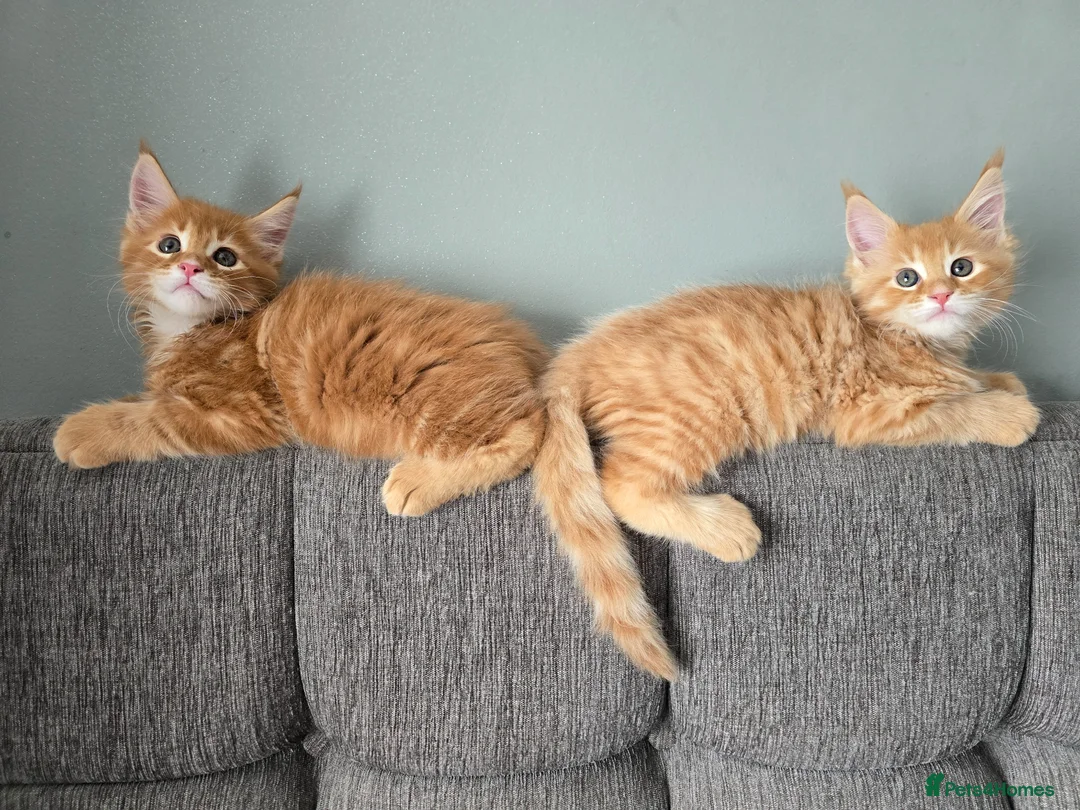 Maine Coon cats for sale: Red Tabby Maine Coons  - Advert 1