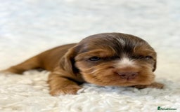 Cocker Spaniel dogs for sale: Full Health Tests KC Reg Showline Cocker Spaniels - Image 14