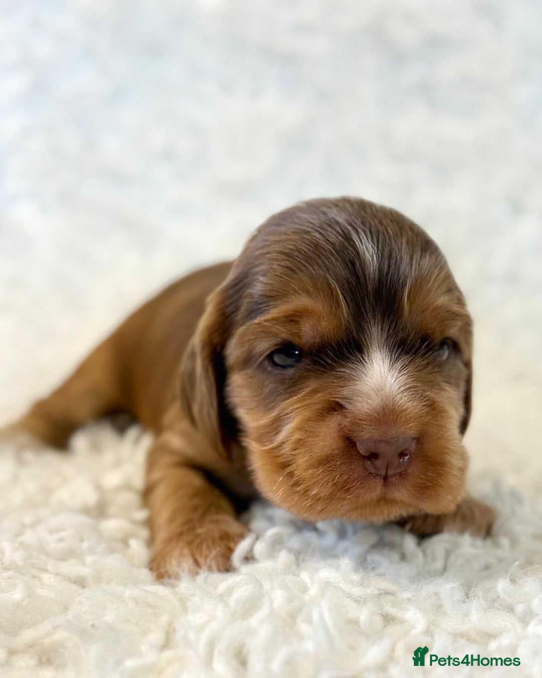 Cocker Spaniel dogs for sale: Full Health Tests KC Reg Showline Cocker Spaniels - Image 14