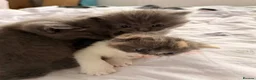 Mixed Breed cats for sale: Stunning Kittens for loving new homes - Advert 2