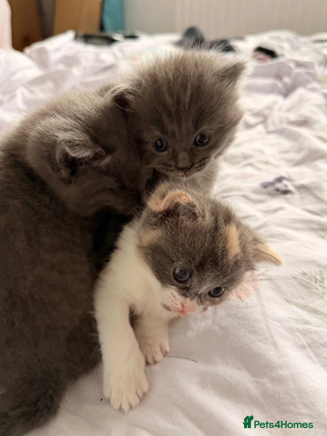 Mixed Breed cats for sale: Stunning Kittens for loving new homes - Advert 2