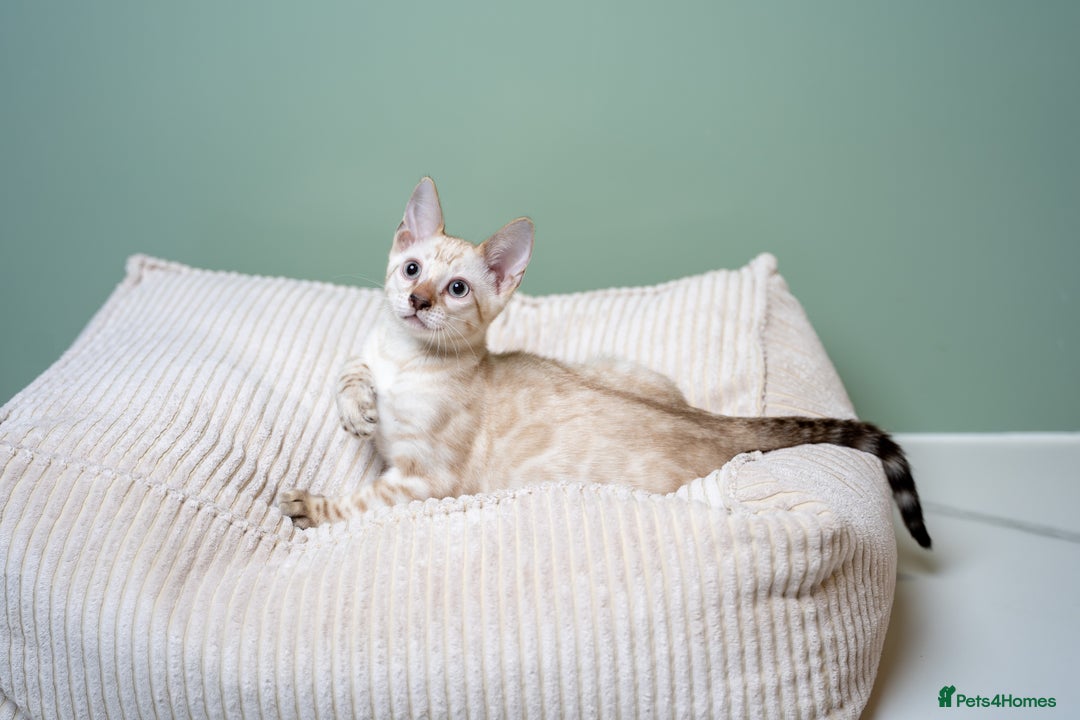 Bengal cats for sale: GOOBER-Snow Lynx Pure Bengal-TICA REG.-Playful boy - Advert 8