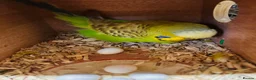 Budgerigars birds for sale: Proven breeding pairs only  - Advert 5