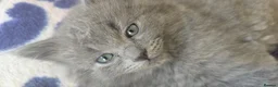 Ragdoll cats for sale: Ragdoll/Siberian mix kittens - Advert 19