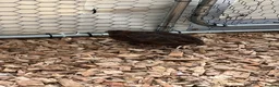 Quail poultry for sale: Male coturnix quail in Leeds - Advert 6