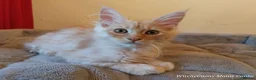 Maine Coon cats for sale: TICA Reg Maine Coon Kittens. Cream. Red. Tortie  - Advert 1