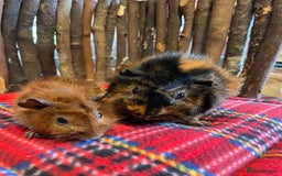 Guinea Pig rodents for sale: Beautiful Abyssinian guinea pigs  - Image 8