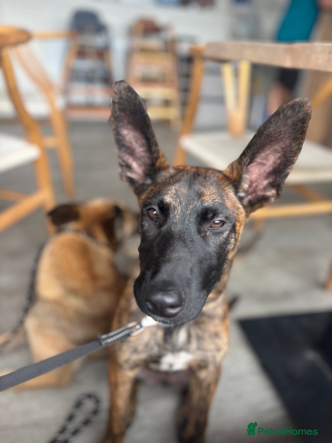 Belgian Shepherd Dog dogs for sale: Obedience Trained Belgian dutch malinios - Image 2