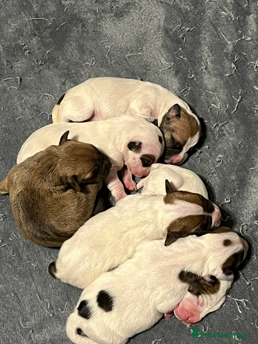 Mixed Breed dogs for sale: Jack Russell puppies  - Advert 5