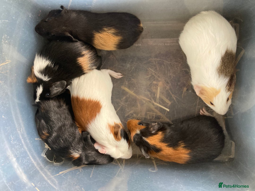 Guinea Pig rodents for sale: Baby Female Guinea Pigs For Sale  - Image 8