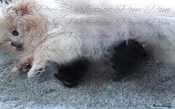 Pomeranian dogs for sale: Teddy Bear Pomeranian Puppies  - Image 8