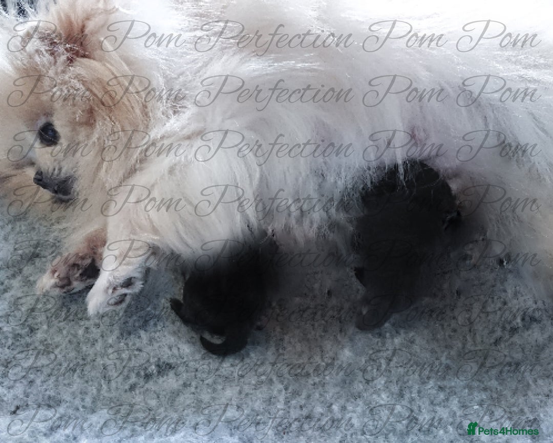 Pomeranian dogs for sale: Teddy Bear Pomeranian Puppies  - Image 8