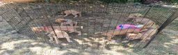 Lurcher dogs for sale: Lurcher pups  in Sturminster Newton - Advert 5