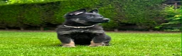 German Shepherd dogs for sale: The ultimate german shepherd pups in Doncaster - Advert 6