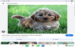 Doxiepoo dogs for sale: Merle & Solid Colour Doxiepoos - Image 22