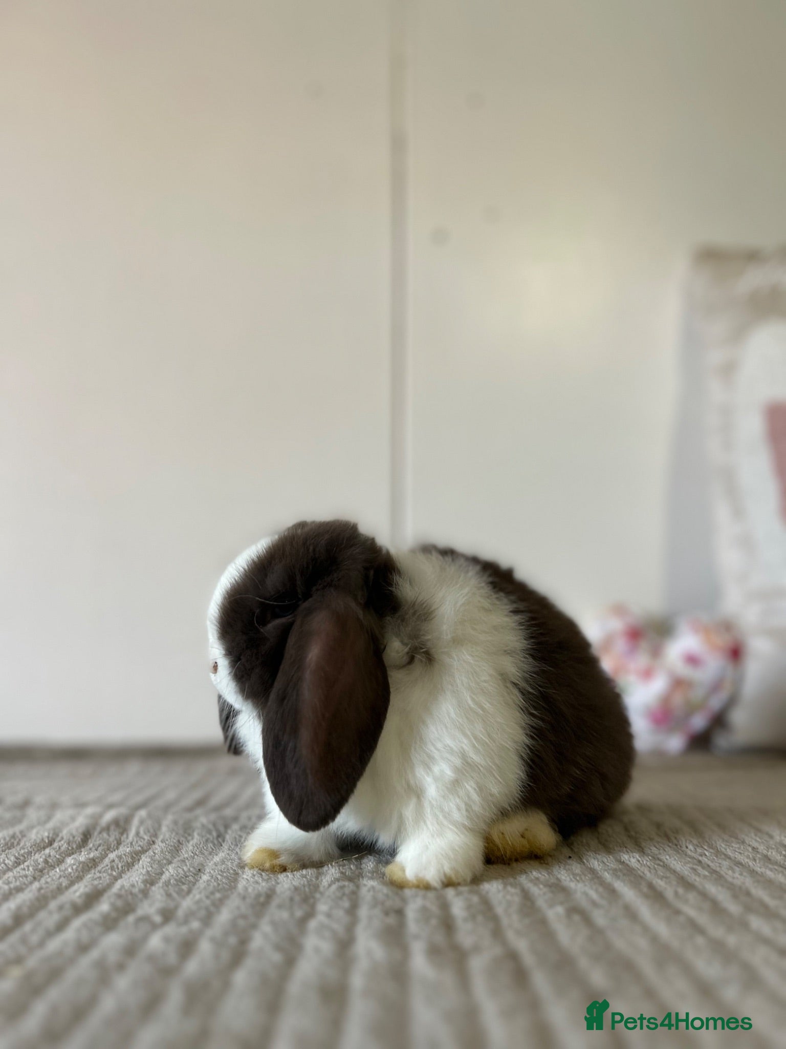 Mini Lop rabbits Minilop Babies To Reserve - Advert 2