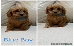 Cavapoo dogs for sale: Stunning F1 red Cavapoo Baby’s  - Image 4