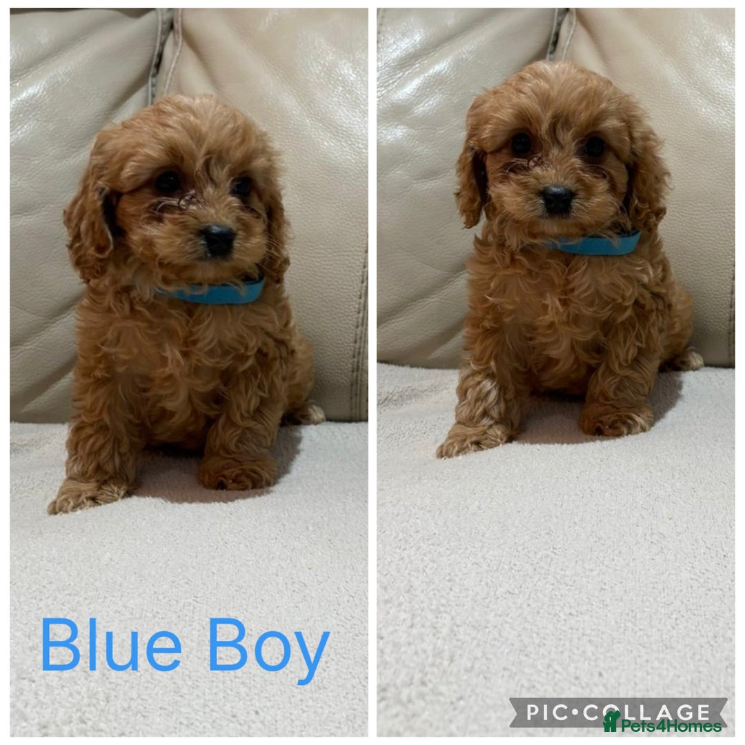 Cavapoo dogs for sale: Stunning F1 red Cavapoo Baby’s  - Image 4