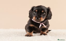 Miniature Dachshund dogs for sale: KC REG long hair miniature dachshund  - Image 8