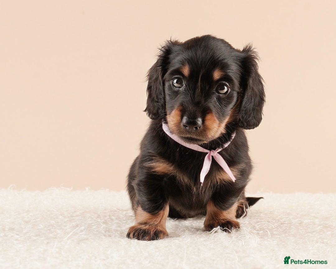 Miniature Dachshund dogs for sale: KC REG long hair miniature dachshund  - Image 8