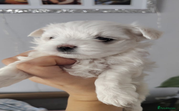 Maltese dogs - Advert 2