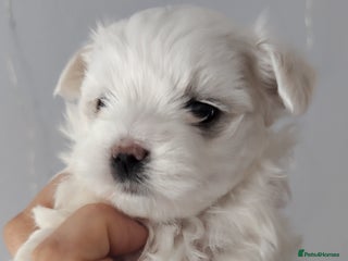 Maltese dogs - Advert 4