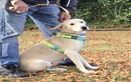 Golden Retriever dogs for sale: Golden Retriever Female 18 months - Image 2