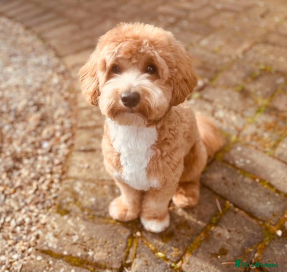 Maltipoo dogs Loveable Maltipoo Male 2yrs old. - Advert 1