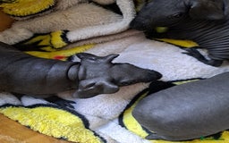 Guinea Pig rodents for sale: Baby Male Skinny Pigs For Sale  - Image 6